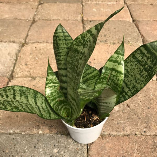 Sansevieria 'Superba' 4 inch