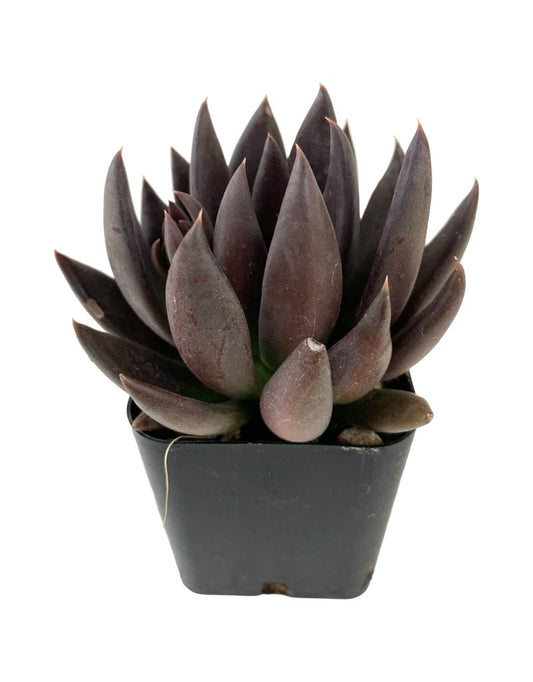 Echeveria affinis 'Black Knight'