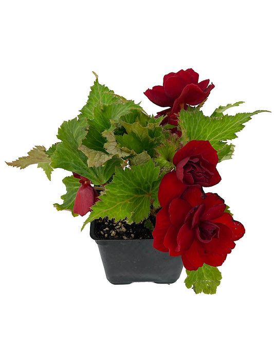 Begonia 'Nonstop Red' 4 Inch