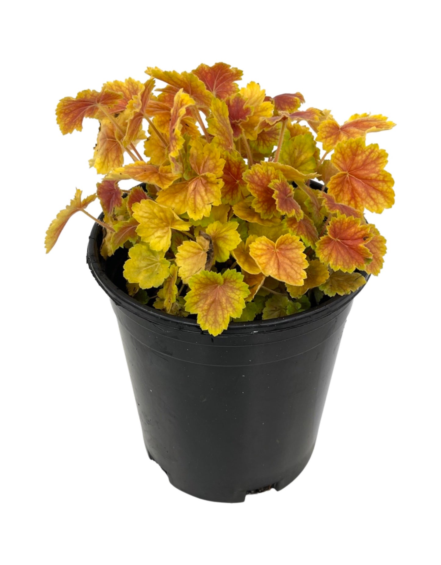 Heuchera 'Northern Exposure Sienna' 1 Gallon