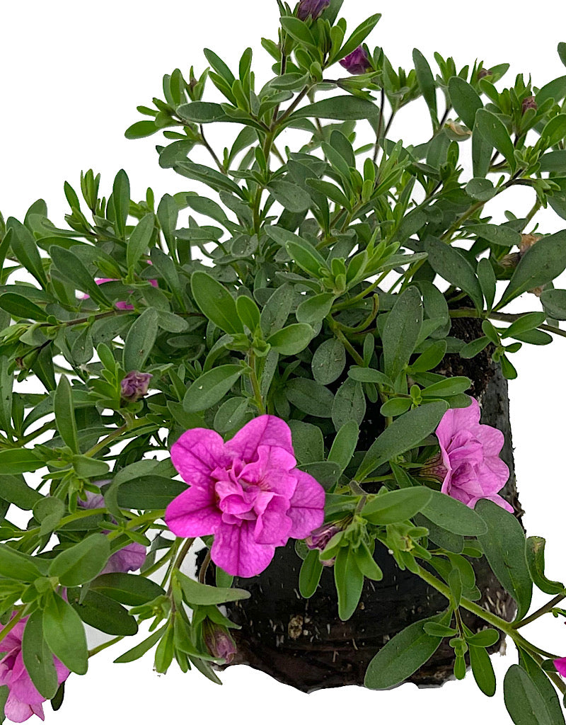 Calibrachoa 'Minifamous Neo Double Pink' 4 Inch