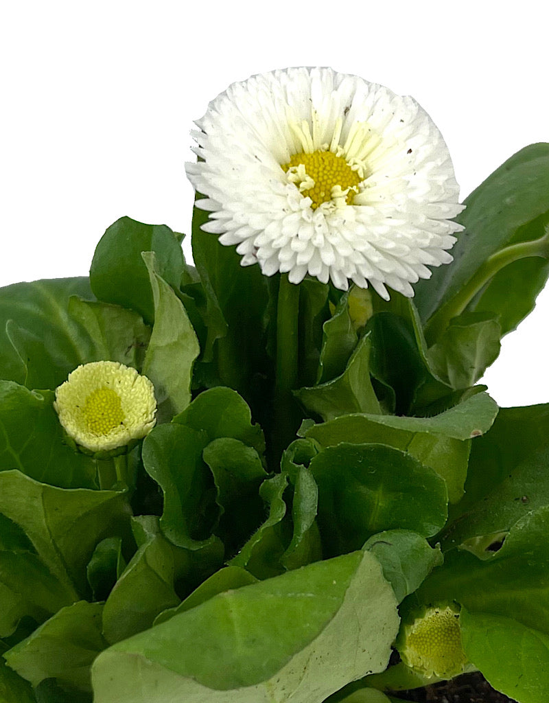 Bellis p. 'Tasso White' 4 Inch