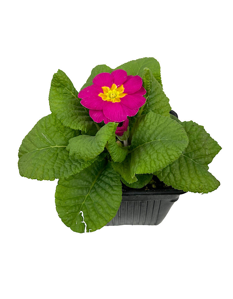 Primrose 4 Inch