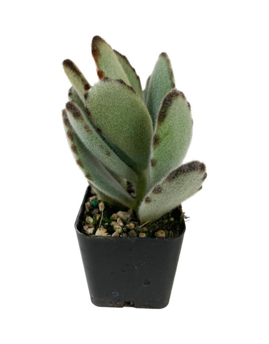 Kalanchoe tomentosa 'Nigra'