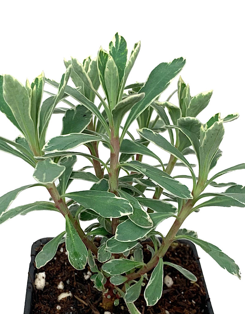 Euphorbia 'Silver Swan' 4 Inch