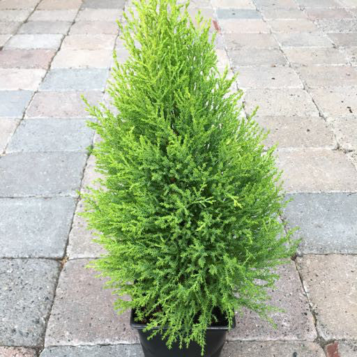 Cupressus macrocarpa 'Wilma Goldcrest'