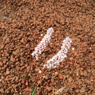 Persicaria campanulata Quart