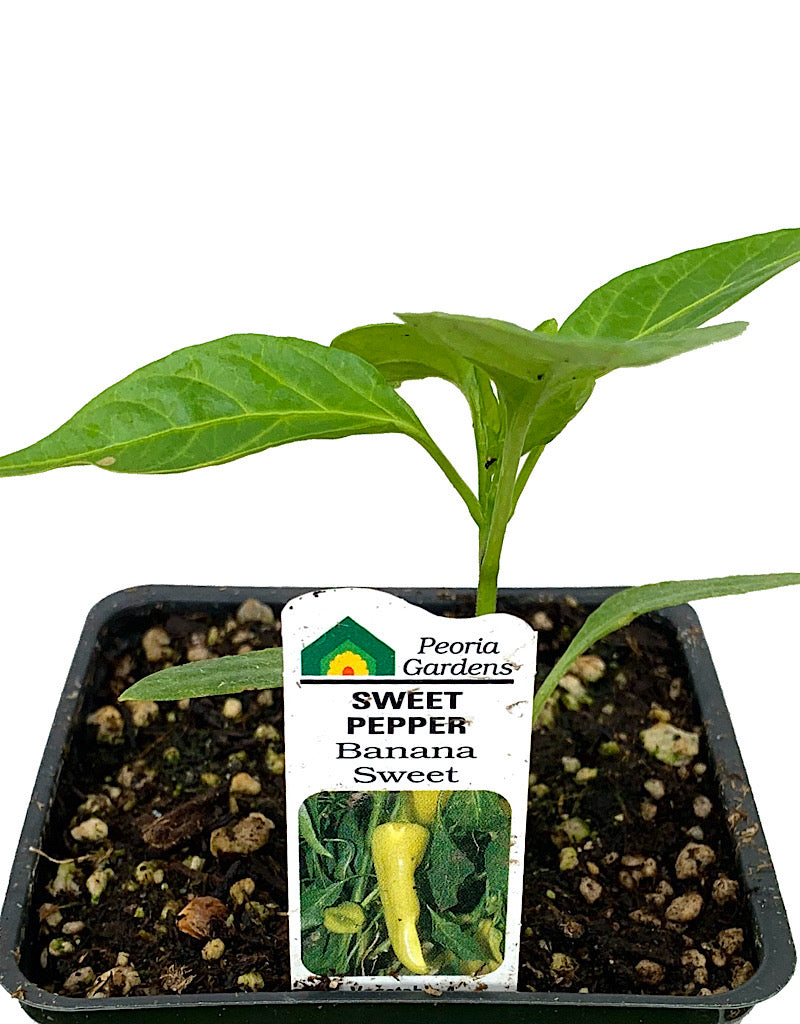 Pepper 'Banana Sweet  4 Inch