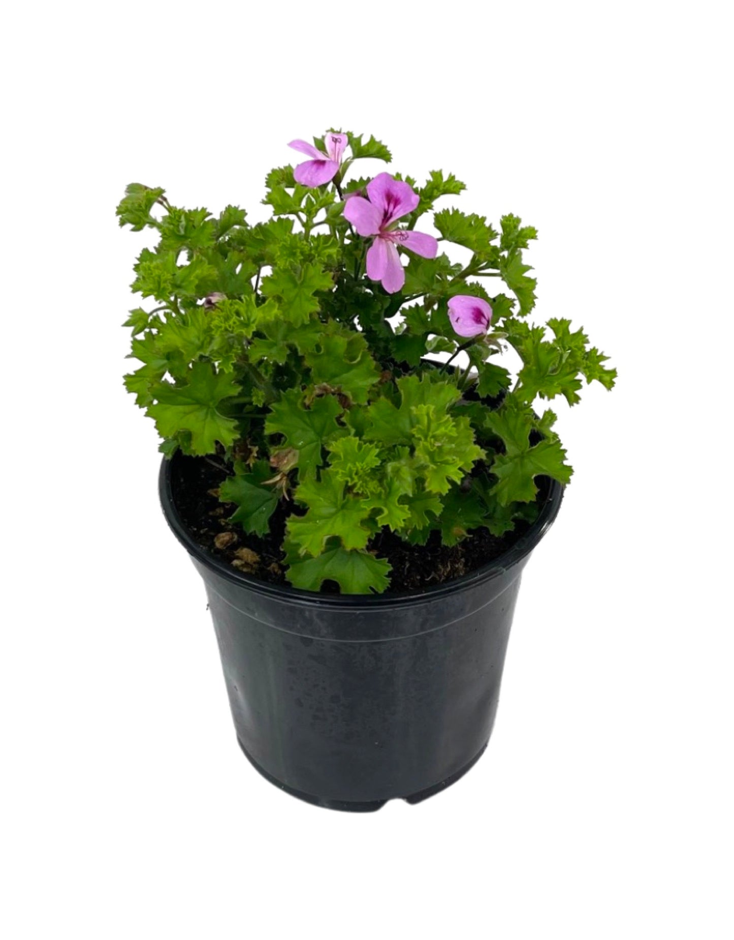 Pelargonium 'Lemona' 5 Inch