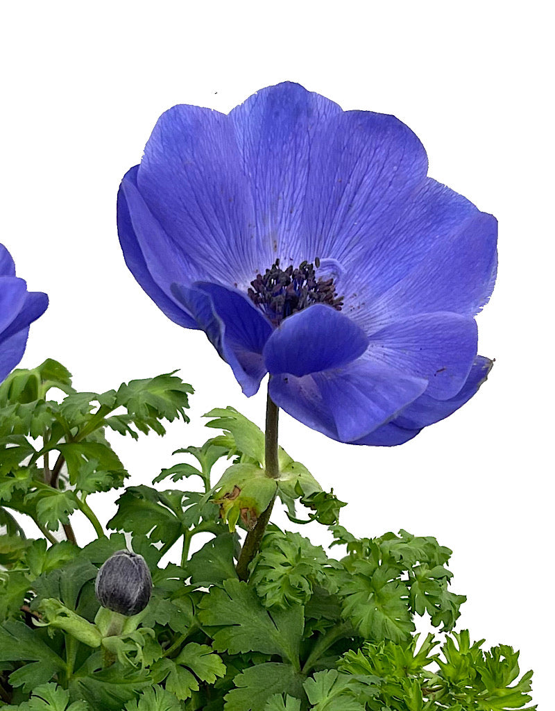 Anemone 'Harmony Blue' Quart