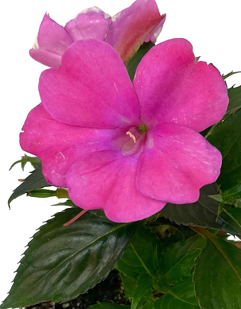 Sunpatiens  €˜Compact Hot Pink  4 Inch