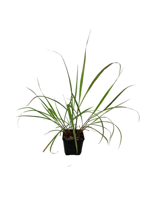 Cymbopogon citratus 'Lemongrass' 4 Inch