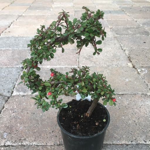 Cotoneaster d. 'Strieb's Findling Pre-Bonsai' 4 Inch