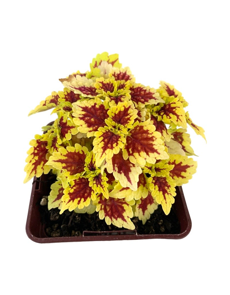 Coleus 'FC Shocker' 4 Inch