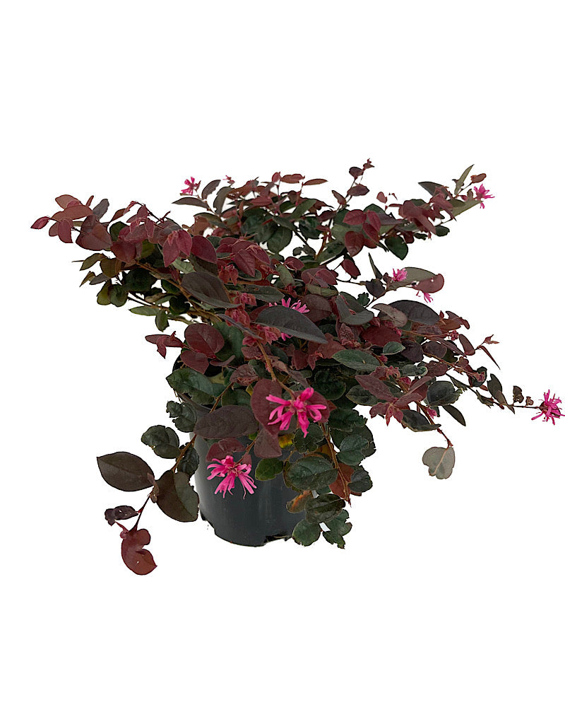 Loropetalum 'Sizzling Pink' 1 Gallon