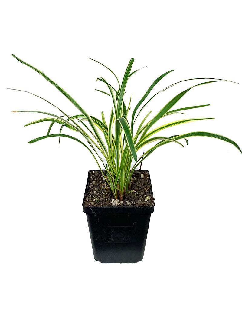 Liriope muscari 'Silvery Sunproof' 4 Inch