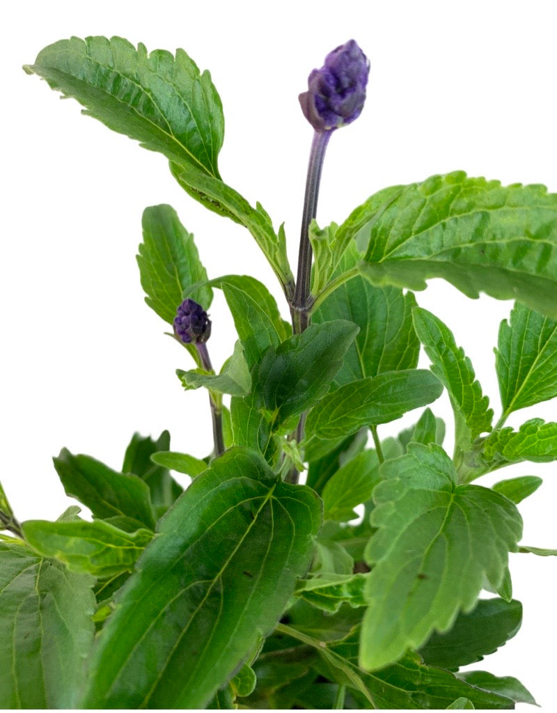 Salvia farinacea 'Sallyfun Blue Emotion'