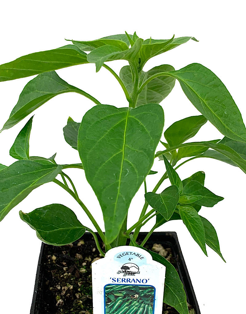 Pepper 'Serrano' 4 Inch