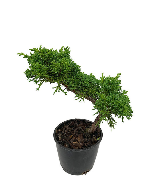 Juniperus c. 'Shimpaku' Bonsai  4 inch