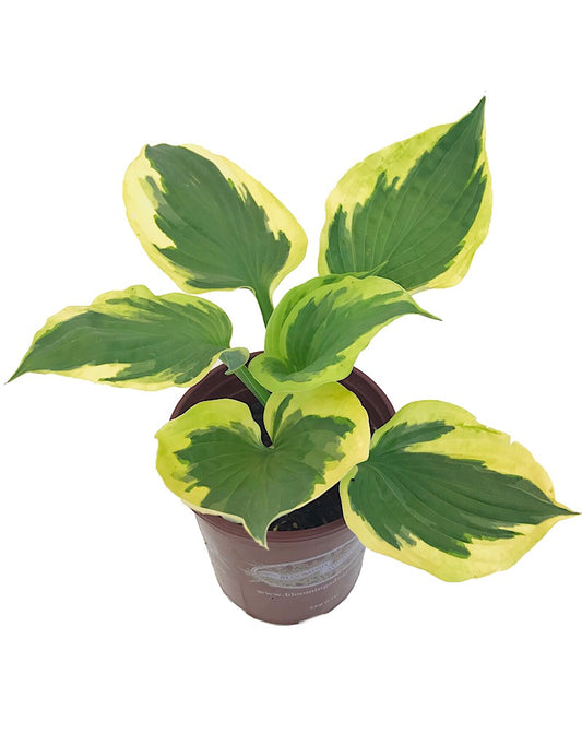 Hosta 'Twilight' 1 Gallon