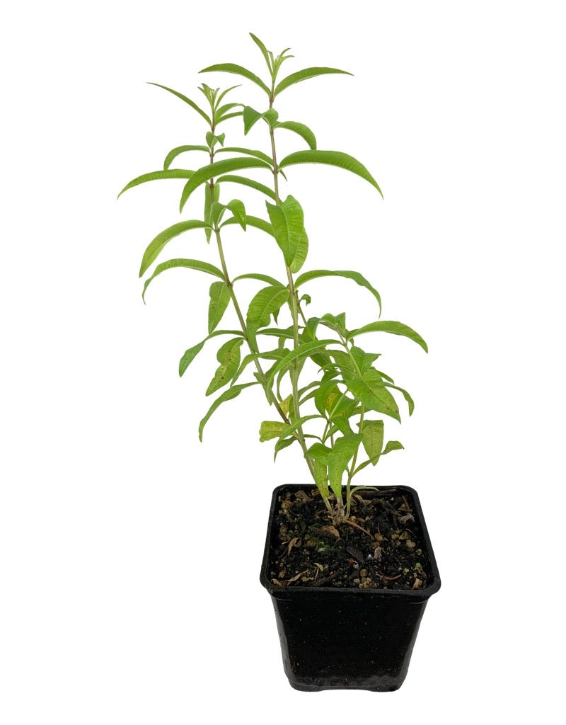 Aloysia citrodora 'Lemon Verbena'  4 Inch