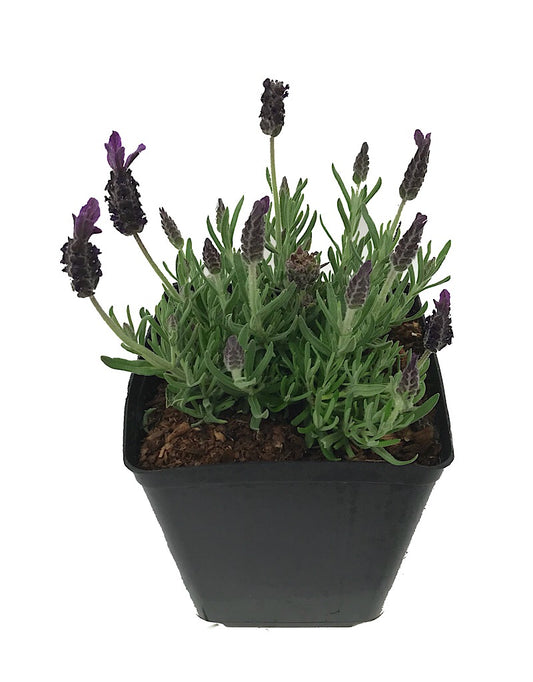 Lavandula s. 'Anouk Deep Rose' 1 gal