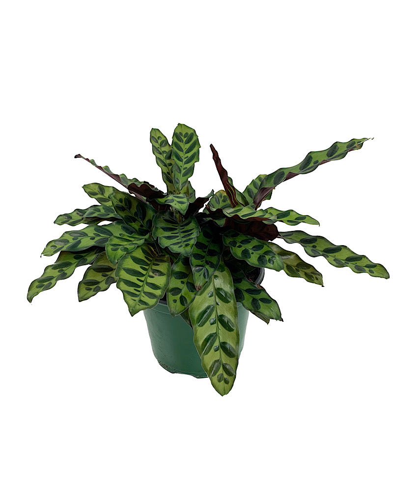 Calathea lancifolia