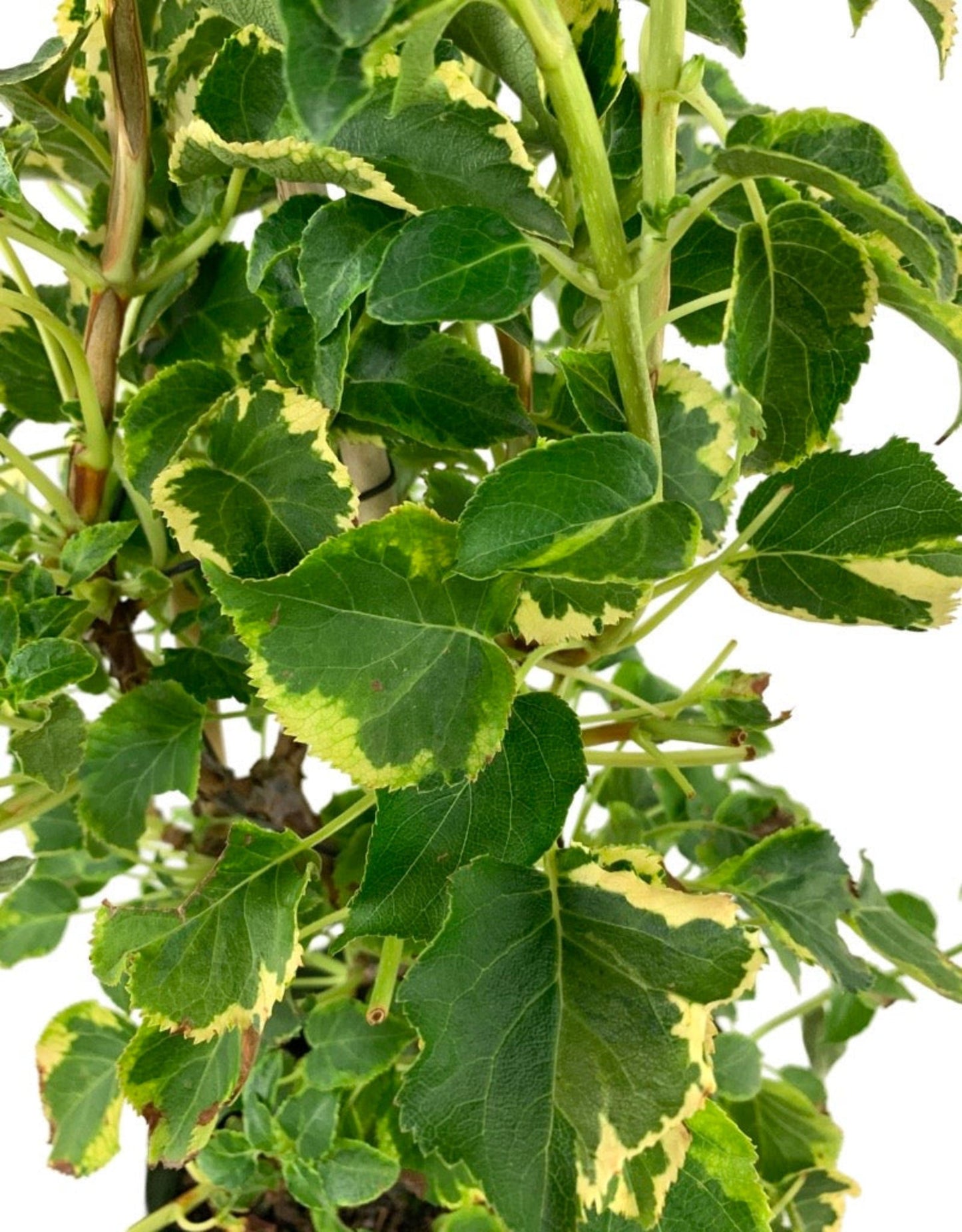 Hydrangea anomala petiolaris 'Miranda' Staked