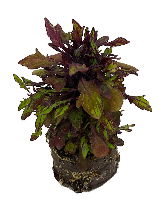 Coleus 'Special Effects' 4 Inch