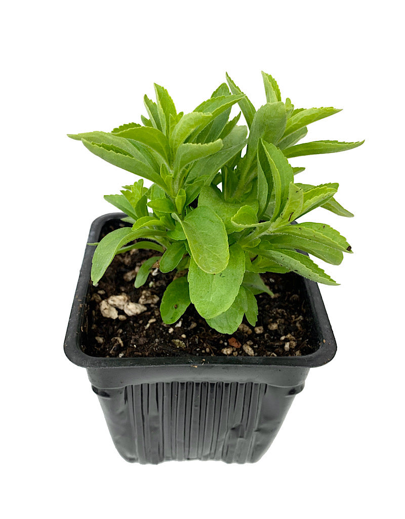 Stevia 4 Inch