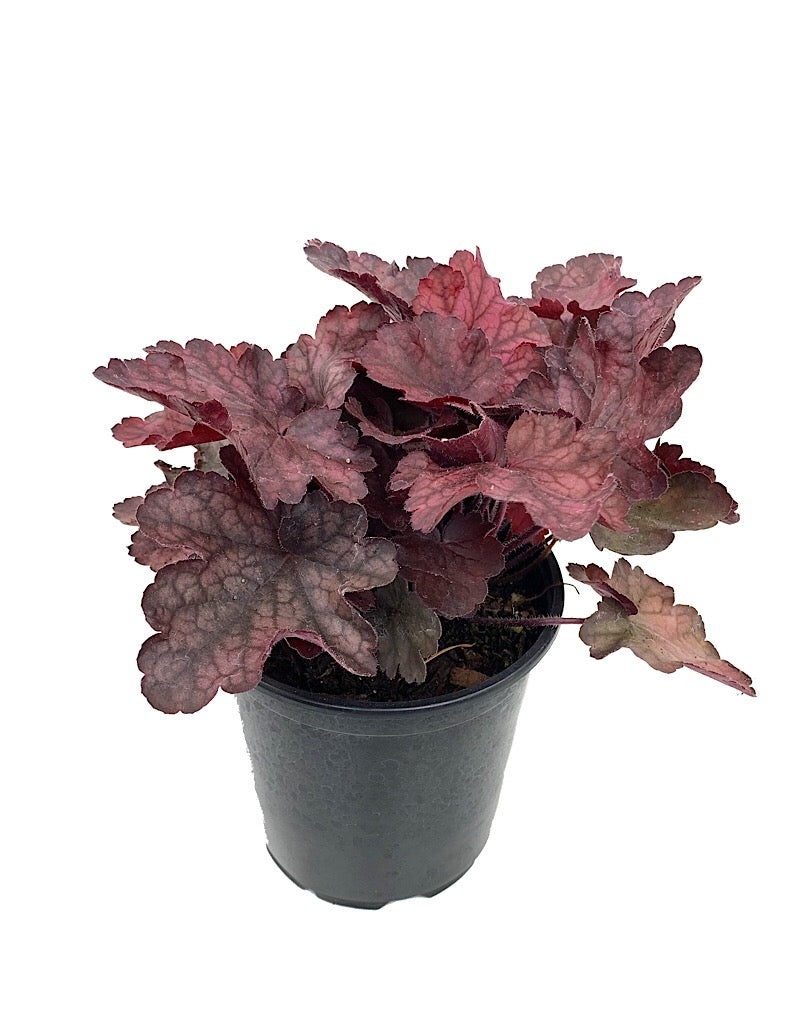 Heuchera 'Fire Chief'