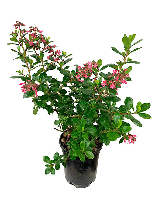 Escallonia exoniensis 'Fradesii' 1 Gallon