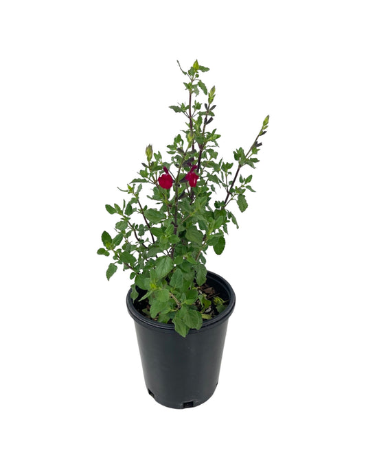 Salvia microphylla 'Killer Cranberry' 1 Gallon