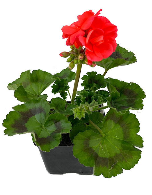 Geranium Zonal 'Tango Orange'