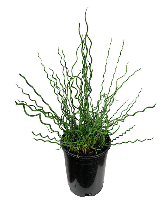 Juncus Effusus 'Big Twister' 1 Gallon