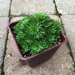 Saxifraga t. 'Deep Red'  4 inch