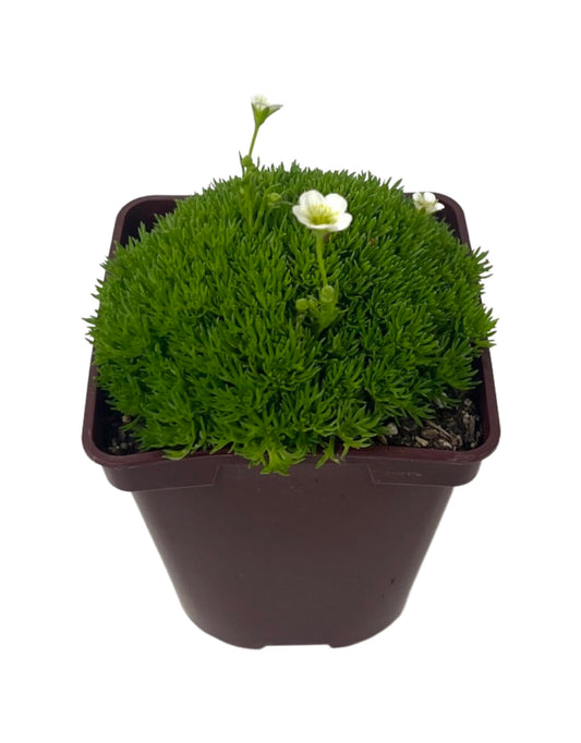 Saxifraga hypnoides 4 Inch