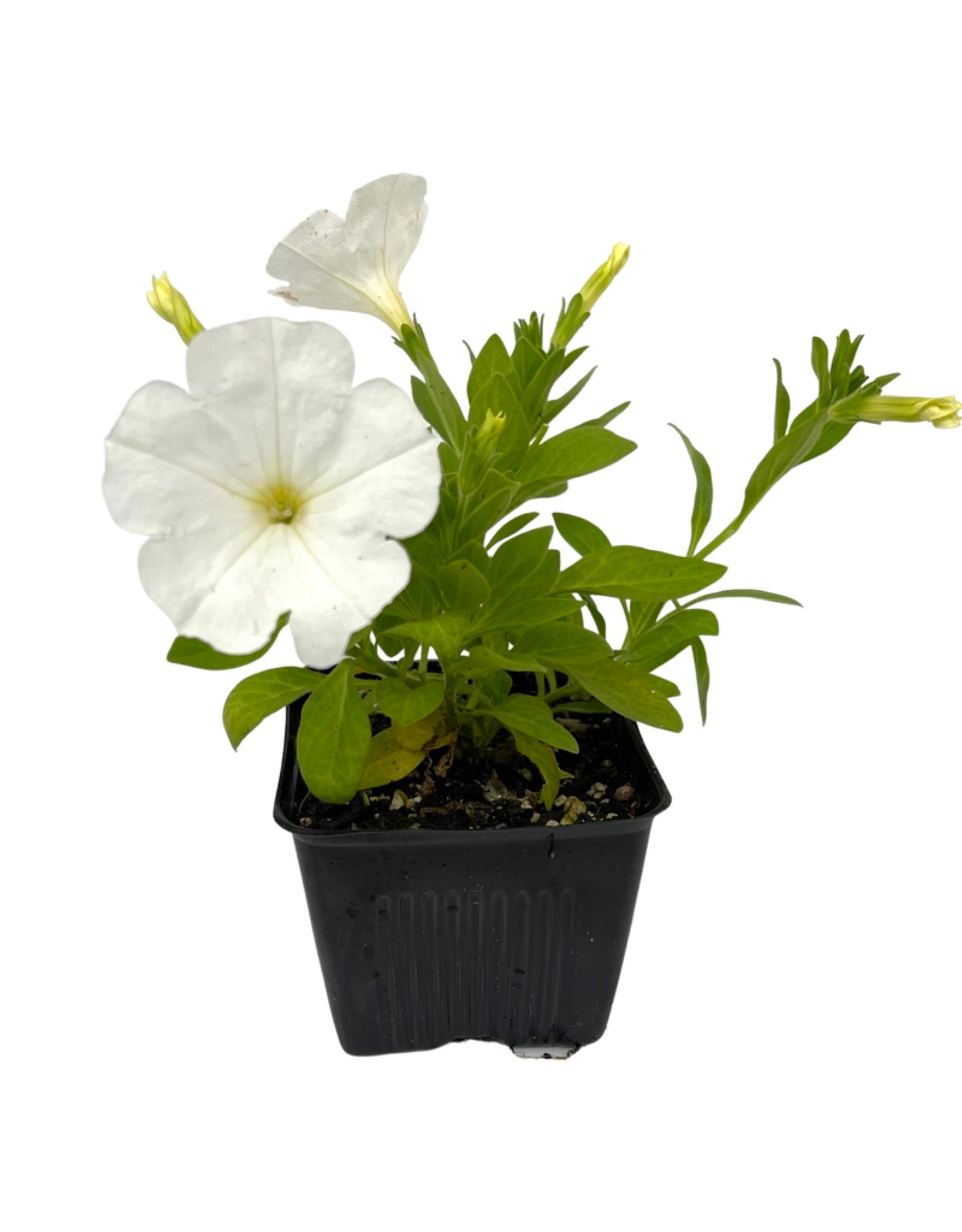 Petunia  €˜Main Stage White   4 Inch