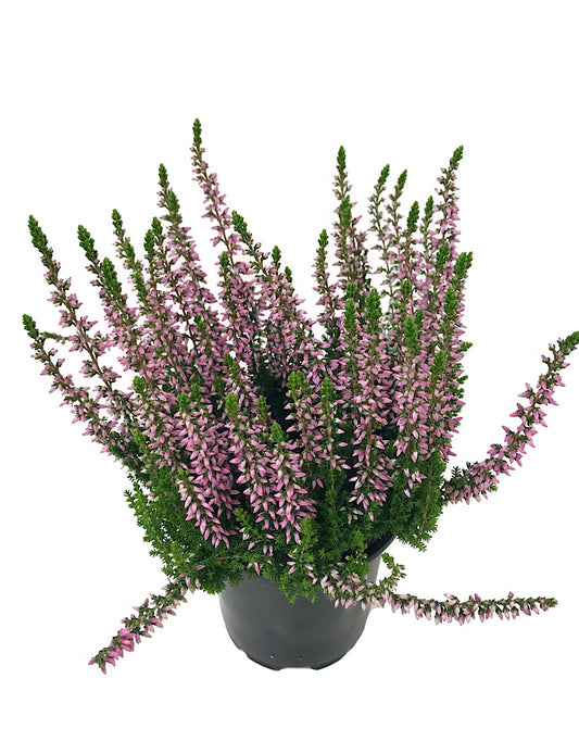 Calluna v. 'Michelle' - 4 inch