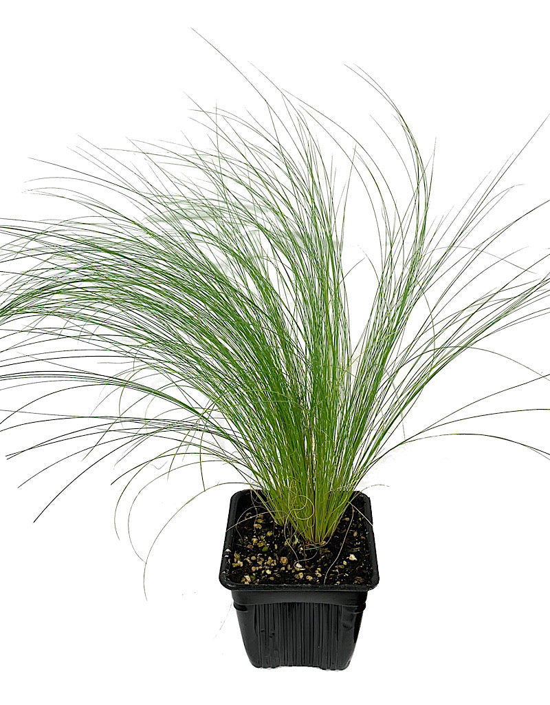 Stipa tenuissima 'Pony Tails' 4 inch