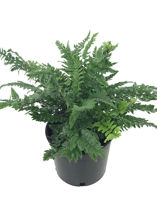 Polystichum tsus-simense 'K-Rex' - 1 gal