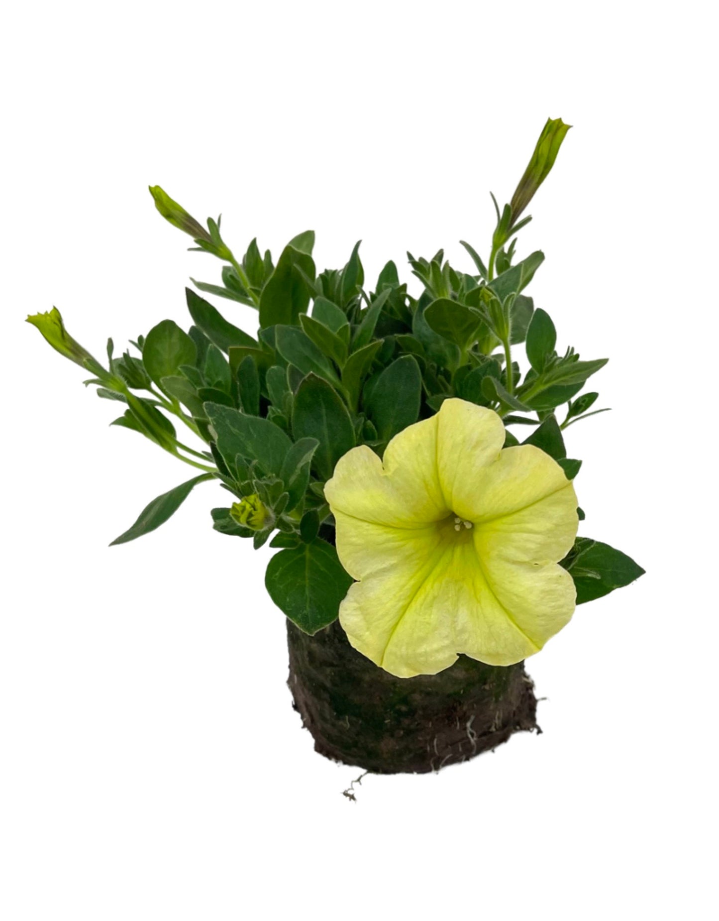 Petunia 'Sanguna Banana Candy' 4 Inch