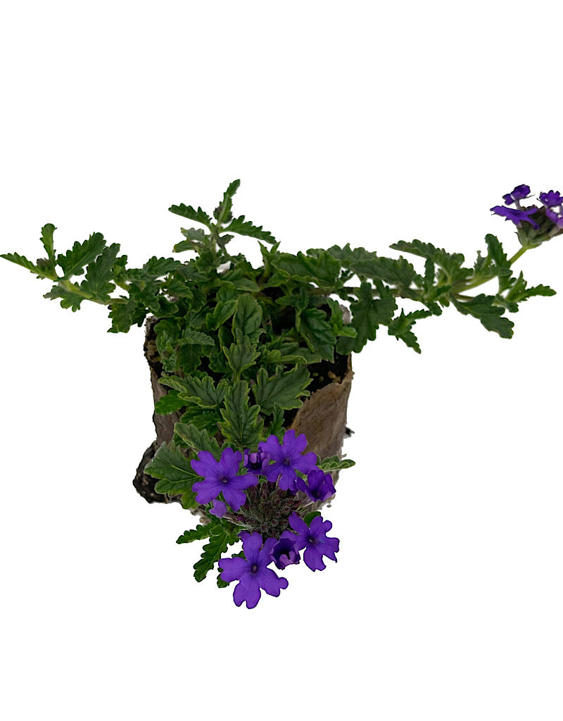 Verbena 'Endurascape Blue' 4 Inch