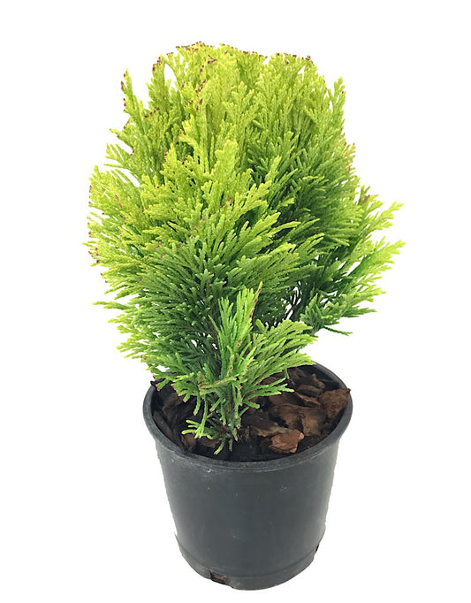 Cham. lawsoniana 'Minima Aurea' - 4 inch