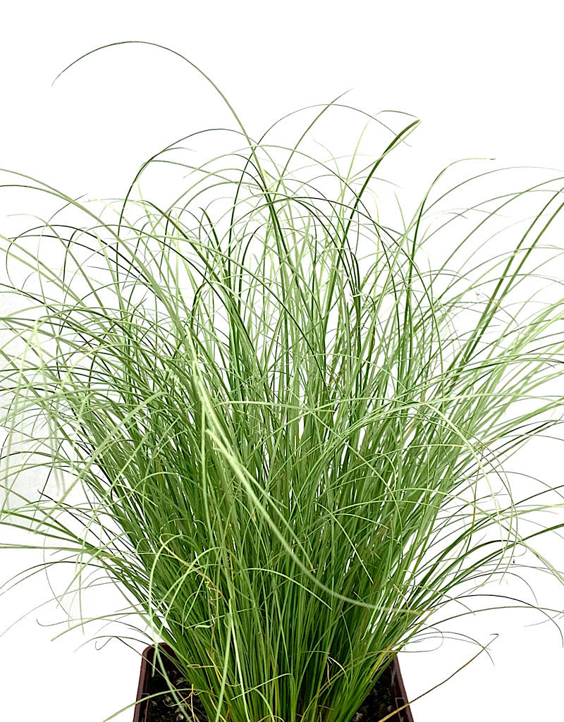 Carex comans 'Frosty Curls' Quart