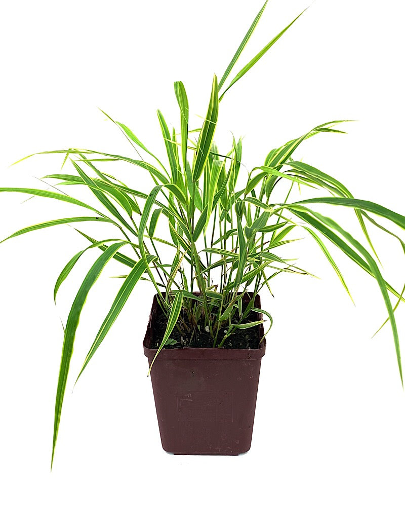 Hakonechloa macra 'Albostriata'  Quart