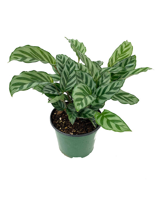 Calathea concinna  €˜Freddie