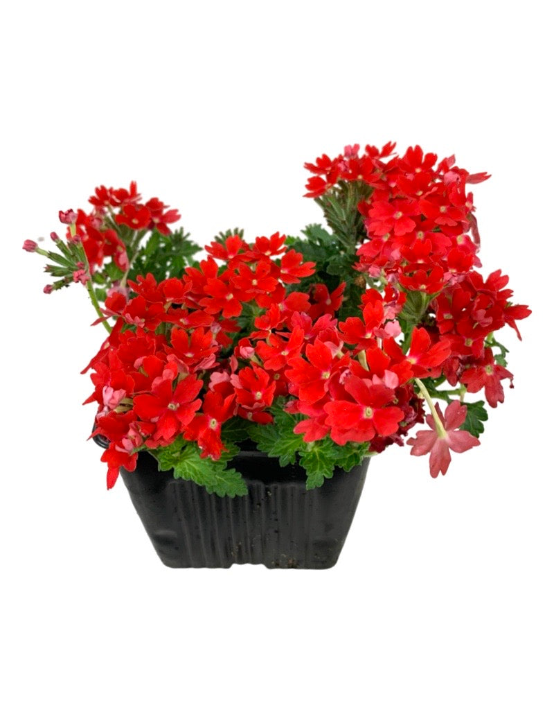 Verbena 'Lascar Orange Lava' 4 Inch