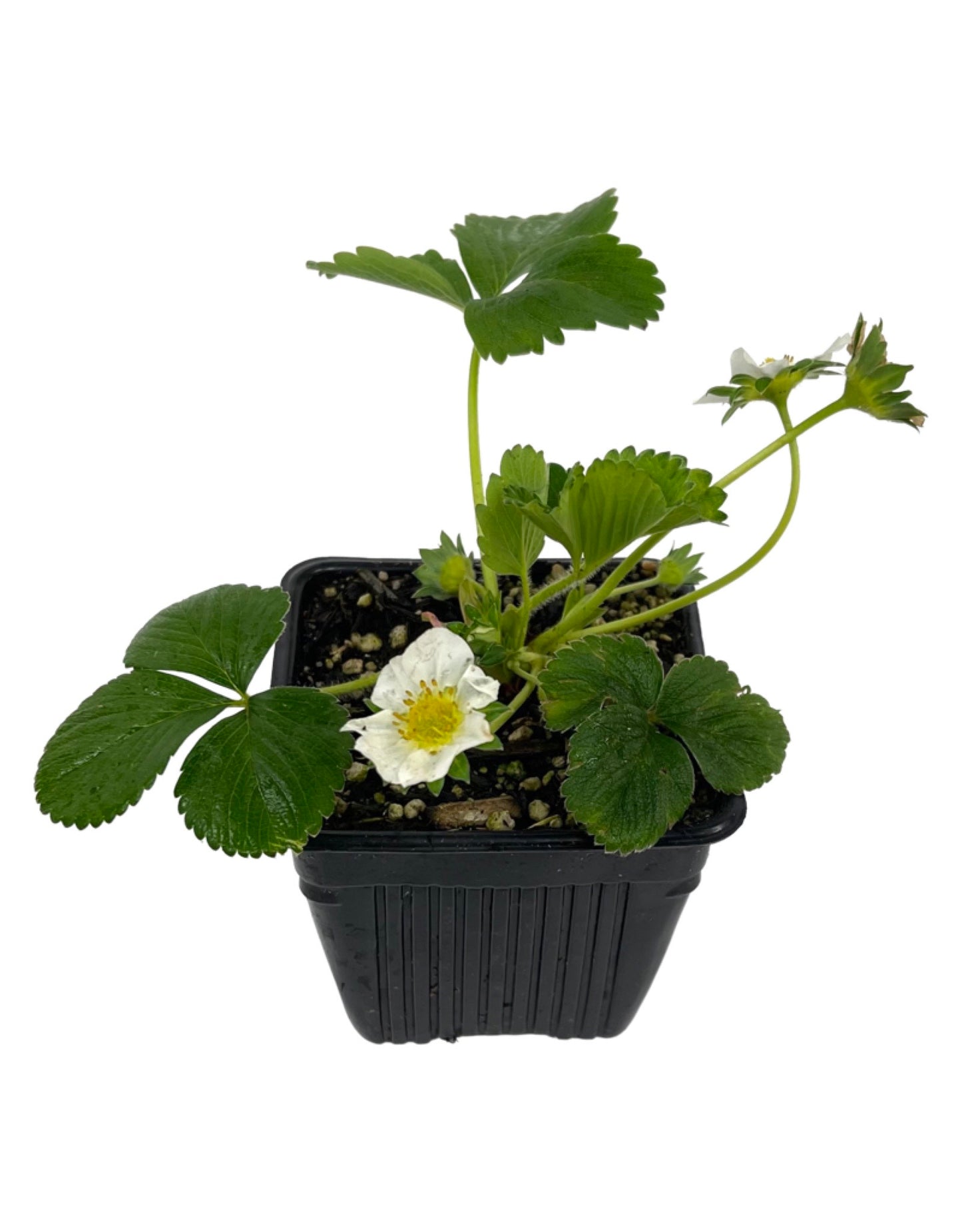 Strawberry 'Seascape' 4 Inch