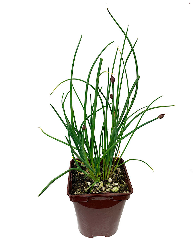 Chives 4 Inch